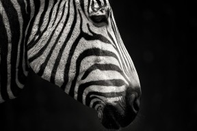 开云体育网站-萨索洛新战术打法取得阶段性成效，萨索洛首发