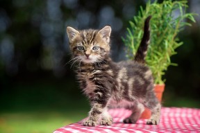 开云体育娱乐-CBA常规赛收官广东稳居榜首，cba广东常规赛冠军