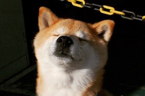 kaiyun开云体育-独行侠抢断频繁防守端压迫感十足，独行侠防守怎么样