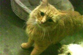 开云体育app入口-中超联赛中国青年队战胜 球迷欣喜若狂，中国足球青年超级联赛