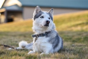 开云体育在线登入-深圳领航队逐渐形成鲜明战术风格，深圳领航者青训队