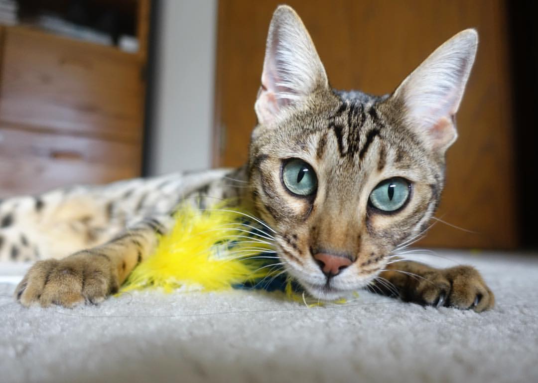 中国三人篮球男队提高整体战术执行力，中国男子三人篮球队