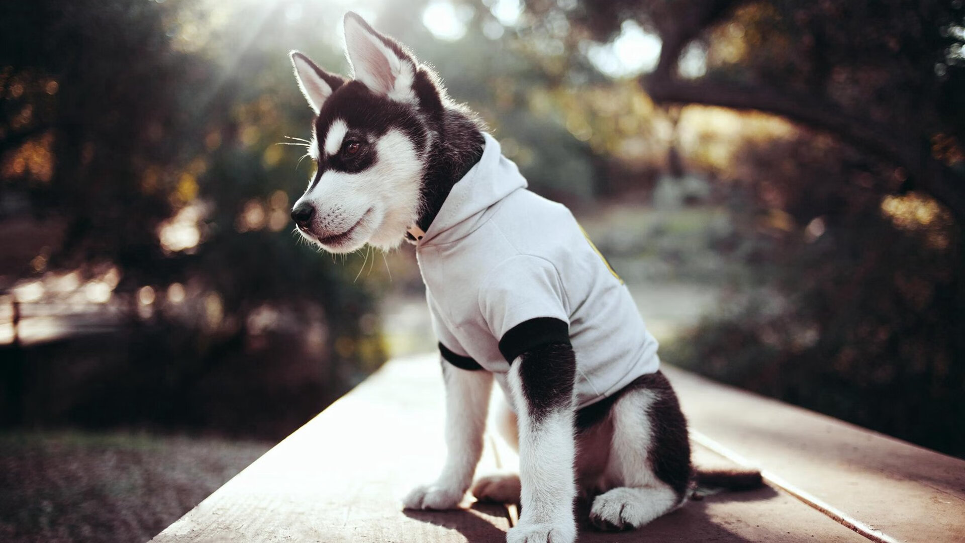 电子竞技女选手表现亮眼斩获多项冠军,电竞比赛女选手