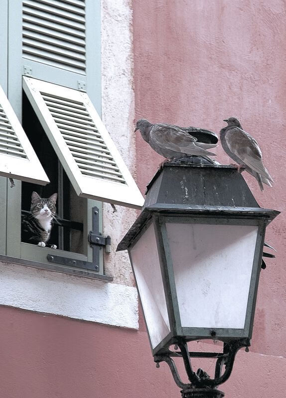 中国女篮参与国际慈善赛展现体育大国形象，中国女篮参加wnba
